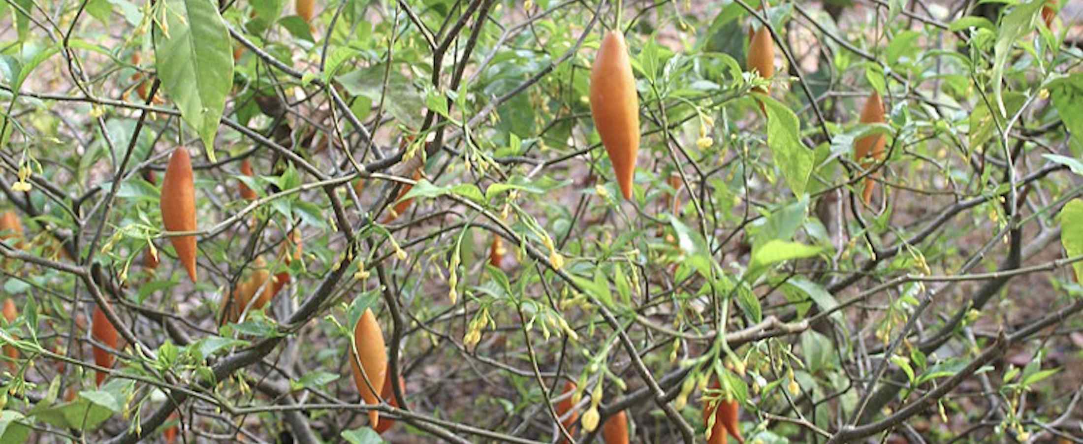 Ibogaine Treatment for Addicts