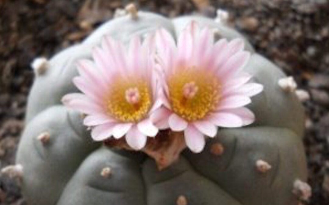 Introducing Peyote: Awaken Your Spirit with Plant Medicines